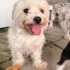 Perla sucht eine liebe Familie! in Berlin auf Pflegestelle