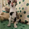 Lilo aus dem Tierschutz