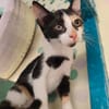 Lilo aus dem Tierschutz