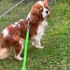 Ribizli, hübsche Cavalier King Charles Hündin geb. 01/2019