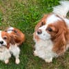 Ribizli, hübsche Cavalier King Charles Hündin geb. 01/2019