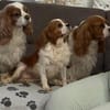 Ribizli, hübsche Cavalier King Charles Hündin geb. 01/2019