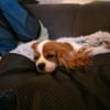 Ribizli, hübsche Cavalier King Charles Hündin geb. 01/2019