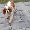 Alaska, süße Cavalier King Charles Hündin geb. 02/2018