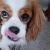 Alaska, süße Cavalier King Charles Hündin geb. 02/2018