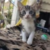 Ariana aus dem Tierschutz