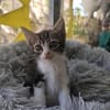 Ariana aus dem Tierschutz