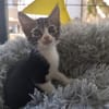 Ariana aus dem Tierschutz