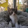 Ariana aus dem Tierschutz