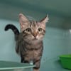 Vaya [Chaton]