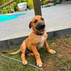 Gentil BANDIT