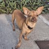 COCO, un super chien