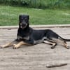 Pako