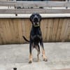 Pako