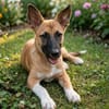 Isis la mini croisée malinoise