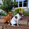 Bytchou, petit canaillou