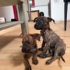 Querida, Femelle, X Berger, née le 15/05/2026 🐶
