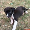 Nouche, Femelle, X Terrier Jack Russel, née le 15/06/2026 🐶