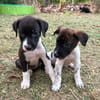 Nouche, Femelle, X Terrier Jack Russel, née le 15/06/2026 🐶