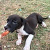 Nouche, Femelle, X Terrier Jack Russel, née le 15/06/2026 🐶