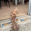 Lexi, Femelle, X Berger, née le 15/05/2026 🐶