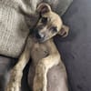 Fenzo, Mâle, X Berger, né le 24/04/2026 🐶
