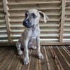 Fenzo, Mâle, X Berger, né le 24/04/2026 🐶