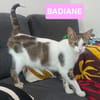 BADIANE