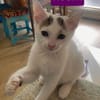 KUSMI À ADOPTER AVEC UN CHAT DÉJÀ CHEZ VOUS
