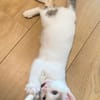 KUSMI À ADOPTER AVEC UN CHAT DÉJÀ CHEZ VOUS