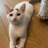 KUSMI À ADOPTER AVEC UN CHAT DÉJÀ CHEZ VOUS