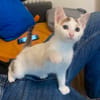 KUSMI À ADOPTER AVEC UN CHAT DÉJÀ CHEZ VOUS