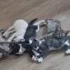KUSMI À ADOPTER AVEC UN CHAT DÉJÀ CHEZ VOUS