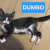 DUMBO À ADOPTER AVEC UN CHAT DÉJÀ PRÉSENT CHEZ VOUS