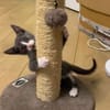 DUMBO À ADOPTER AVEC UN CHAT DÉJÀ PRÉSENT CHEZ VOUS