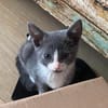 DUMBO À ADOPTER AVEC UN CHAT DÉJÀ PRÉSENT CHEZ VOUS