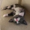 DUMBO À ADOPTER AVEC UN CHAT DÉJÀ PRÉSENT CHEZ VOUS