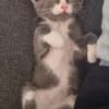 DUMBO À ADOPTER AVEC UN CHAT DÉJÀ PRÉSENT CHEZ VOUS