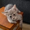 GALANGA À ADOPTER AVEC UN CHAT DÉJÀ PRÉSENT CHEZ VOUS