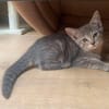 GALANGA À ADOPTER AVEC UN CHAT DÉJÀ PRÉSENT CHEZ VOUS