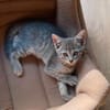 GALANGA À ADOPTER AVEC UN CHAT DÉJÀ PRÉSENT CHEZ VOUS