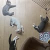 GALANGA À ADOPTER AVEC UN CHAT DÉJÀ PRÉSENT CHEZ VOUS