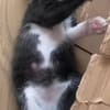 YONDUA À ADOPTER AVEC UN CHAT DÉJÀ PRÉSENT CHEZ VOUS