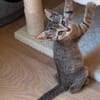 GOHANNA À ADOPTER AVEC UN CHAT DÉJÀ PRÉSENT CHEZ VOUS