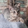 GOHANNA À ADOPTER AVEC UN CHAT DÉJÀ PRÉSENT CHEZ VOUS