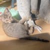 GOHANNA À ADOPTER AVEC UN CHAT DÉJÀ PRÉSENT CHEZ VOUS