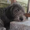Schüchterne Marnie sucht ihr -Für-immer-Zuhause-