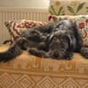 Schüchterne Marnie sucht ihr -Für-immer-Zuhause-