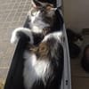 LUTZ + MR.JINGLES: gemeinsamer Neuanfang bei Maine Coon Fans