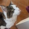 LUTZ + MR.JINGLES: gemeinsamer Neuanfang bei Maine Coon Fans